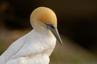 Terej australsky - Sula serrator - Australian Gannet - takapu 1808